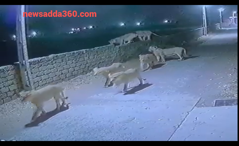 गुजरात की सड़कों पर 8 शेर
